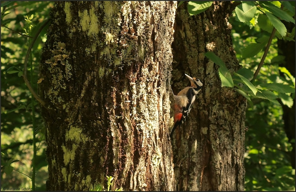 Buntspecht ... Dendrocopos major