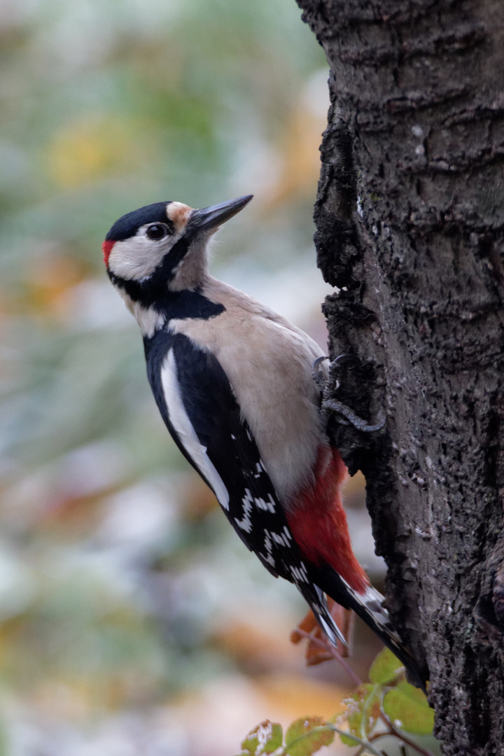 Buntspecht (Dendrocopos major) 