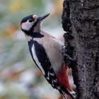 Buntspecht (Dendrocopos major) 