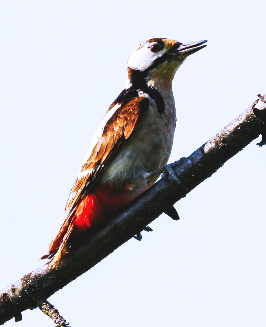 Buntspecht  (Dendrocopos major)