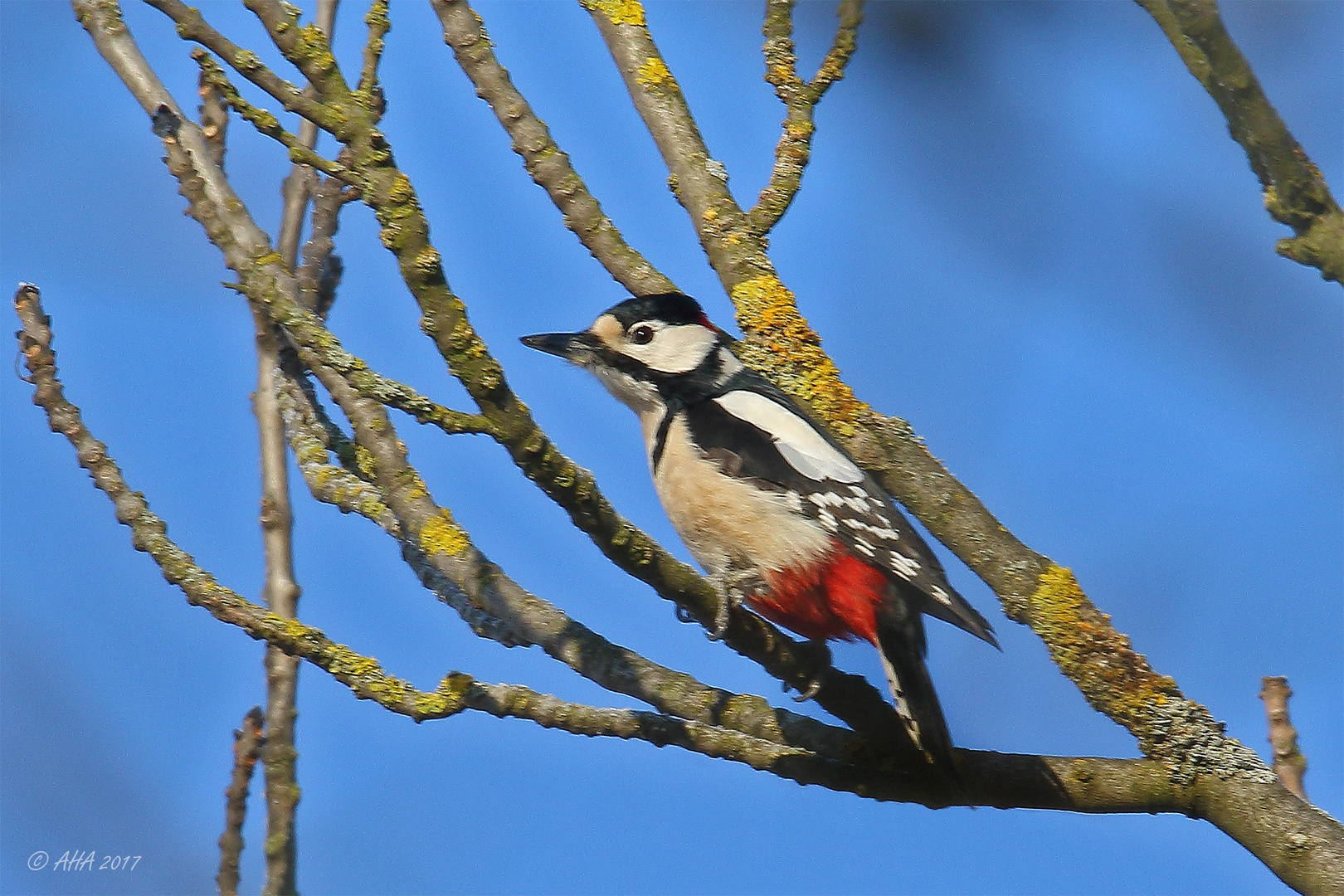 Buntspecht (Dendrocopos major)