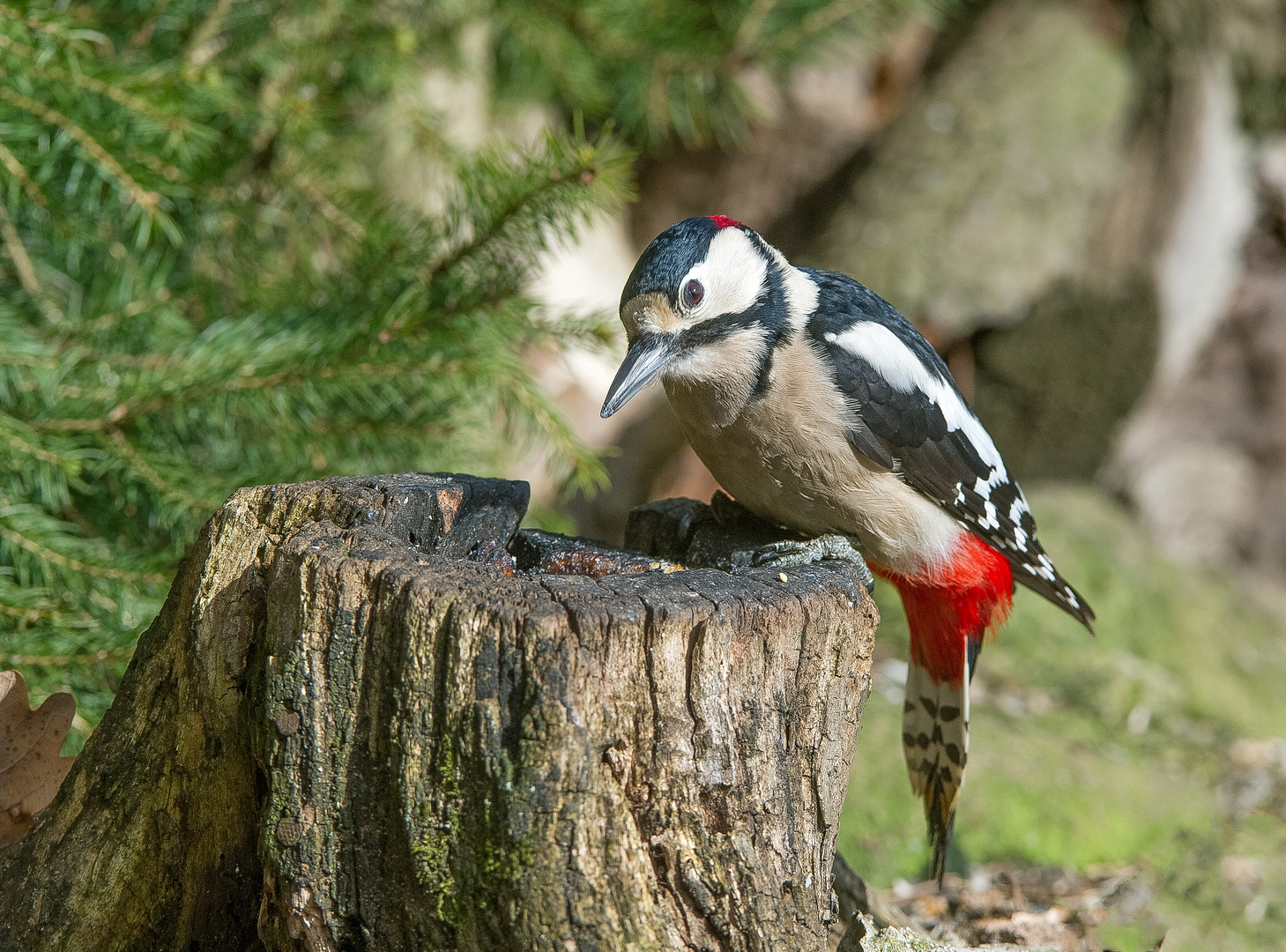 --- Buntspecht  ---  ( Dendrocopos major )