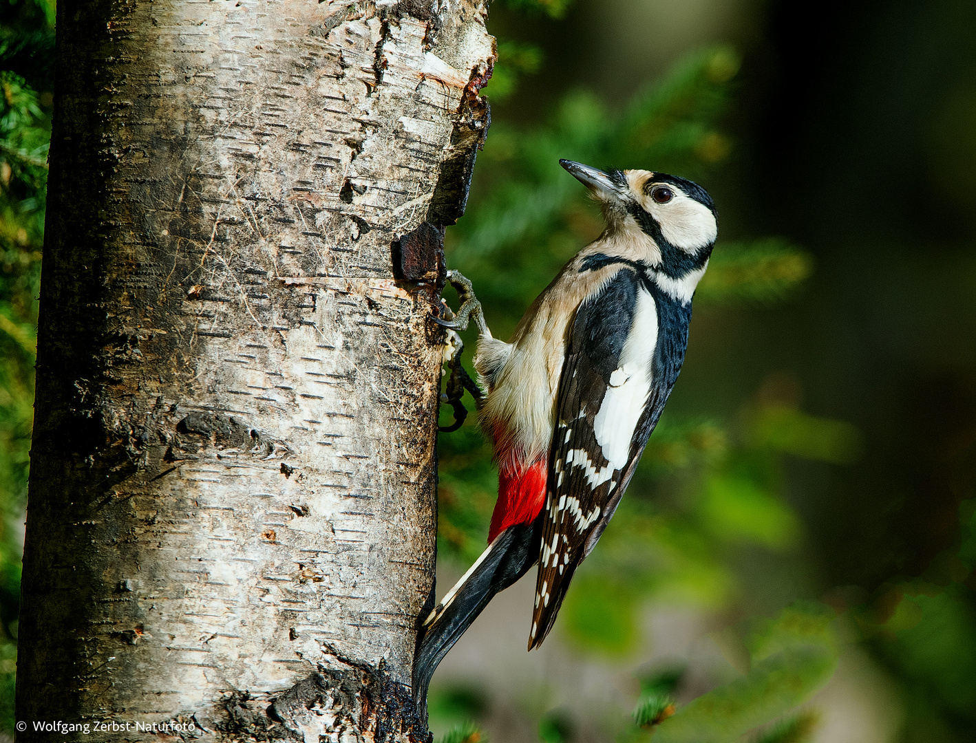 --- Buntspecht ---    ( Dendrocopos major )