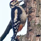 Buntspecht (Dendrocopos major).