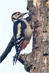 Buntspecht (Dendrocopos major).