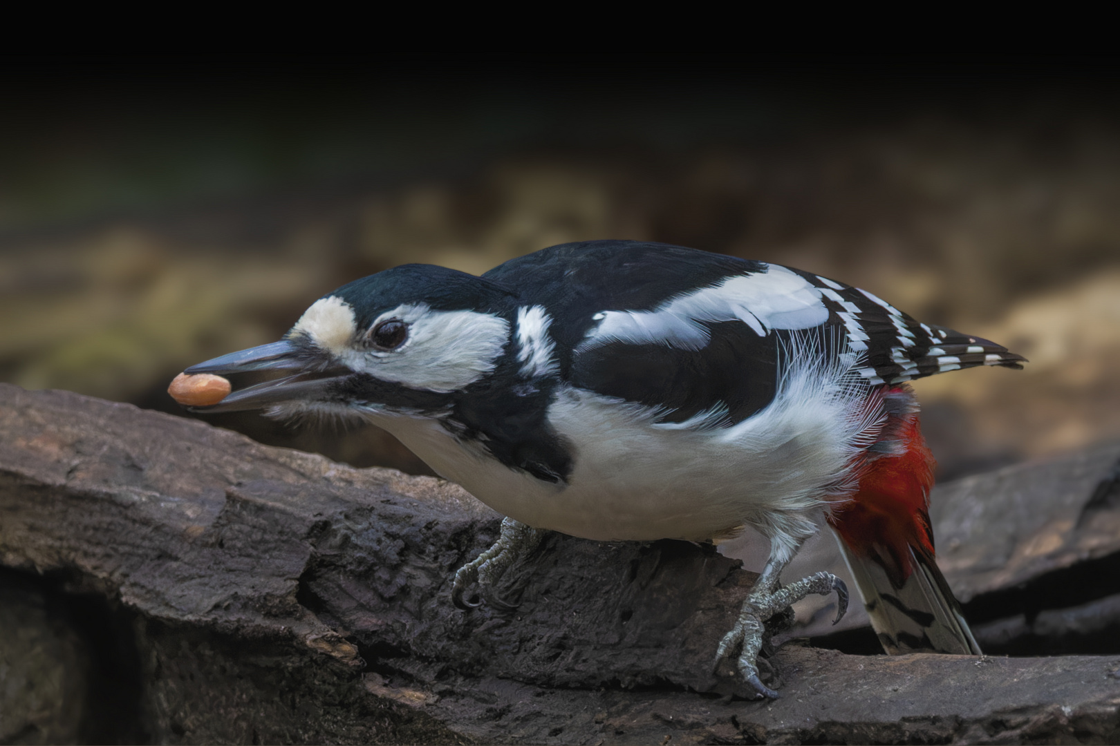 Buntspecht (Dendrocopos major)