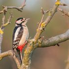 Buntspecht (Dendrocopos major)