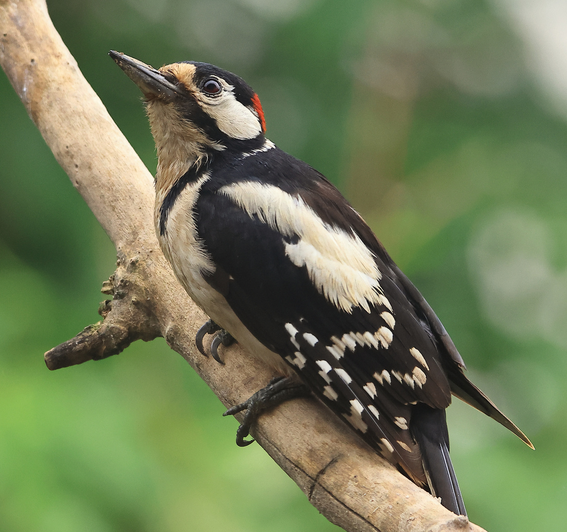  Buntspecht (Dendrocopos major)