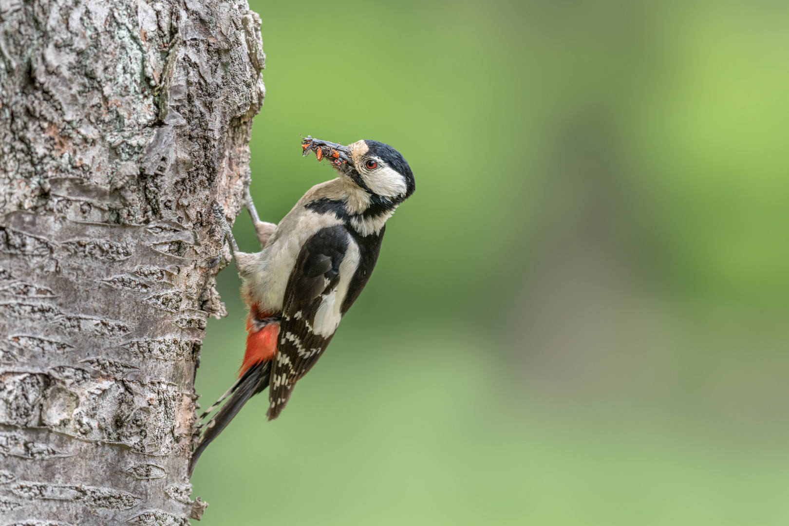 Buntspecht (Dendrocopos major)