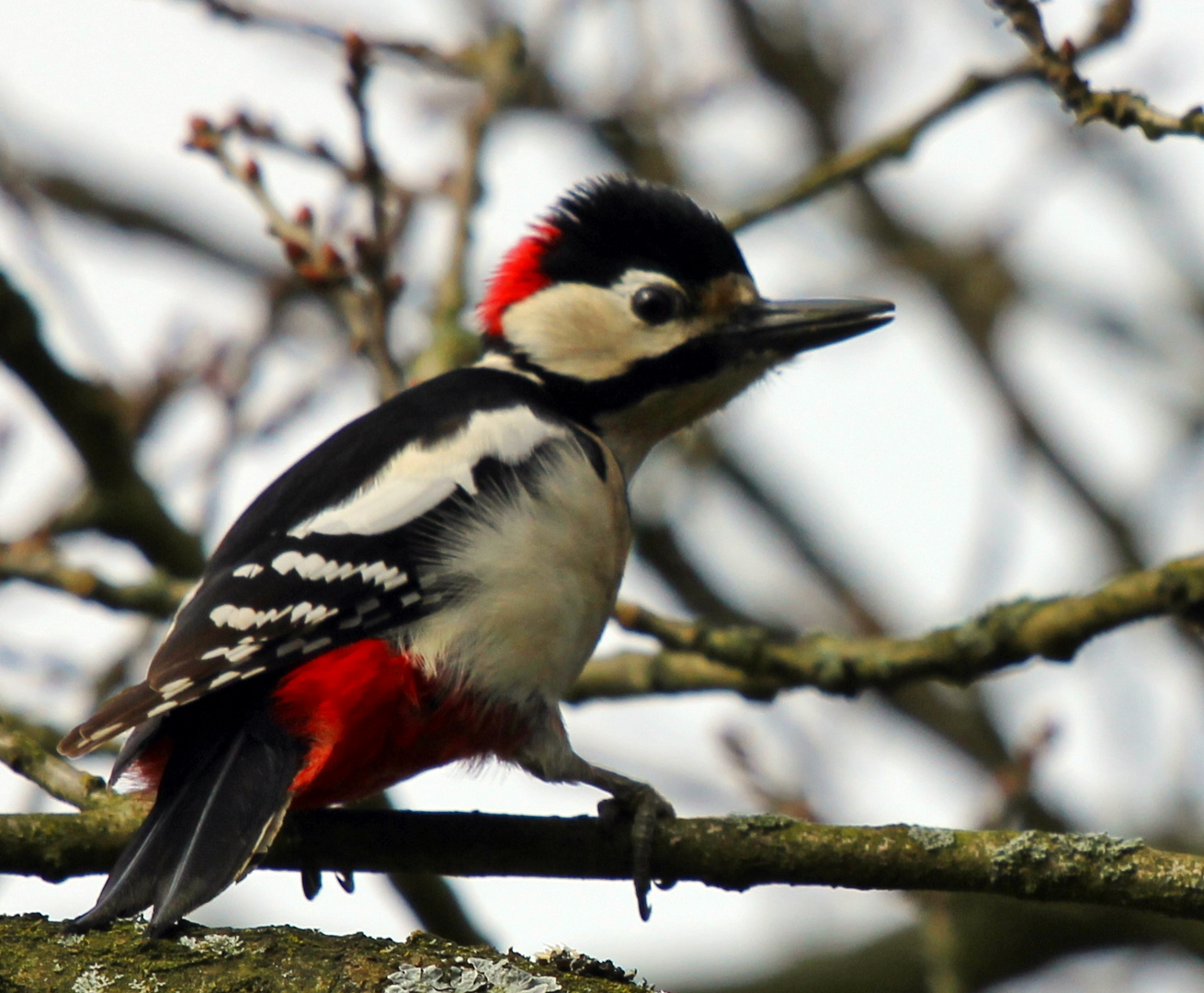 Buntspecht ( Dendrocopos major )