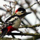 Buntspecht ( Dendrocopos major )