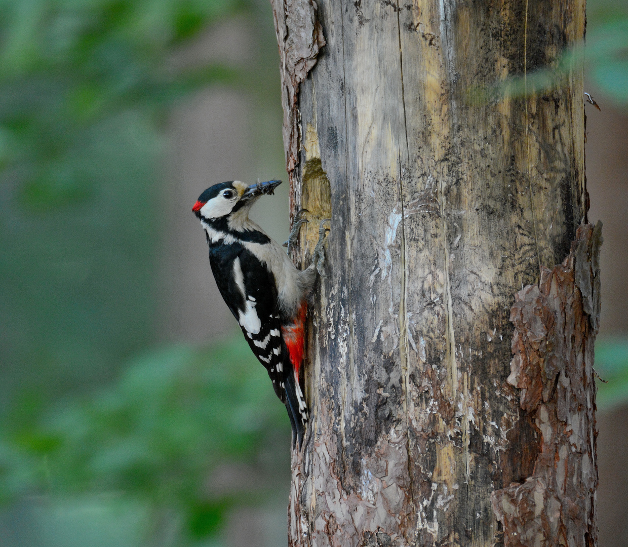  Buntspecht (Dendrocopos major)