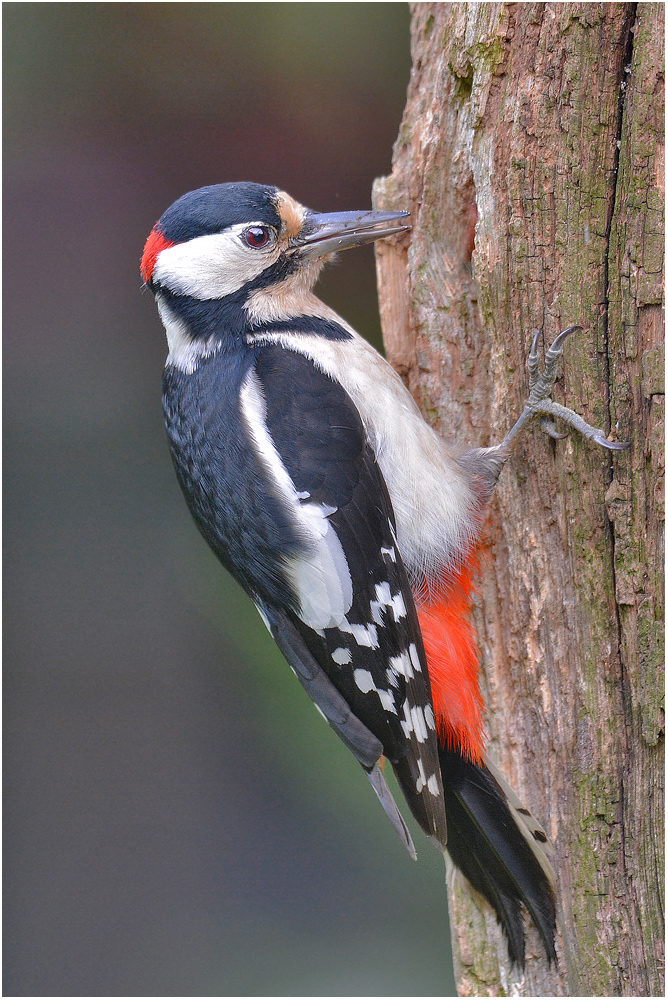 Buntspecht - Dendrocopos major