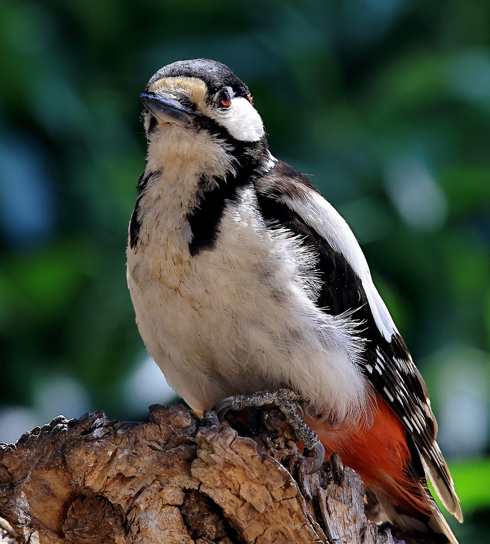 Buntspecht (Dendrocopos major)