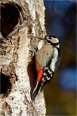 Buntspecht ( Dendrocopos major)