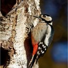 Buntspecht ( Dendrocopos major)