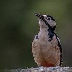    Buntspecht (Dendrocopos major)