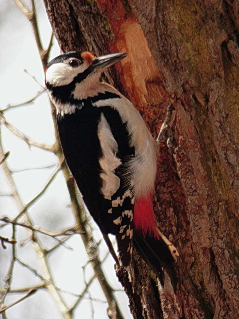 Buntspecht  (Dendrocopos Major)