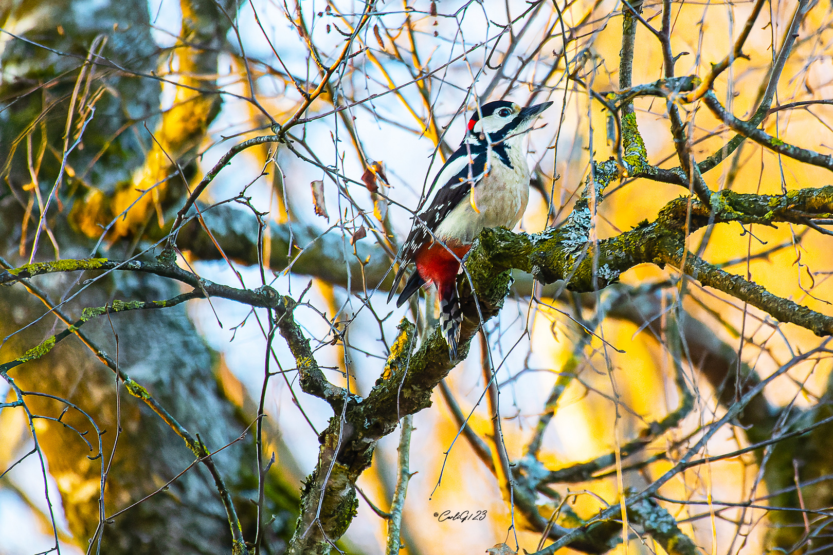 Buntspecht (Dendrocopos major)