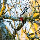 Buntspecht (Dendrocopos major)