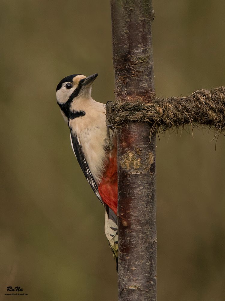 Buntspecht - Dendrocopos major