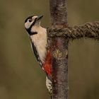 Buntspecht - Dendrocopos major