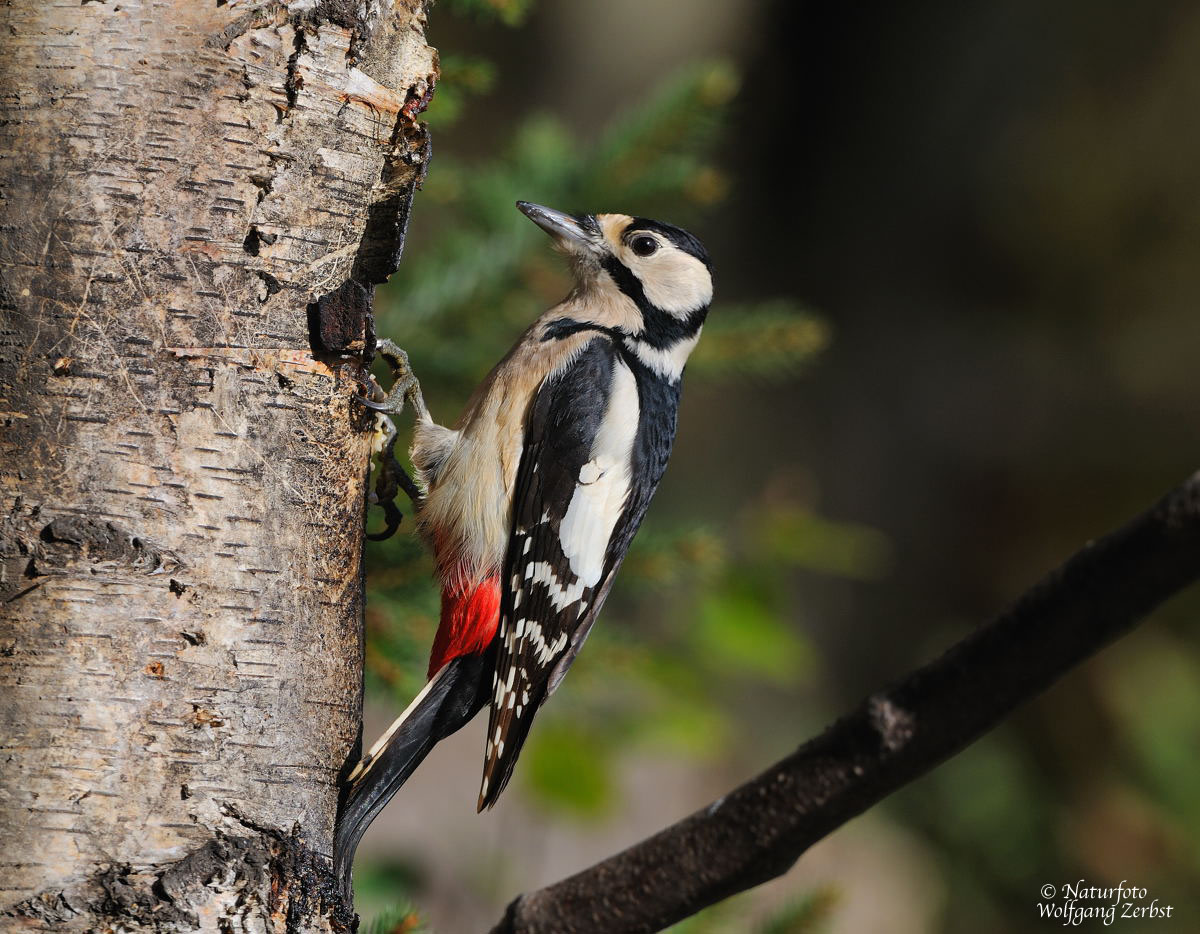 --- Buntspecht --- ( Dendrocopos major )