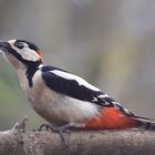 Buntspecht (Dendrocopos major)