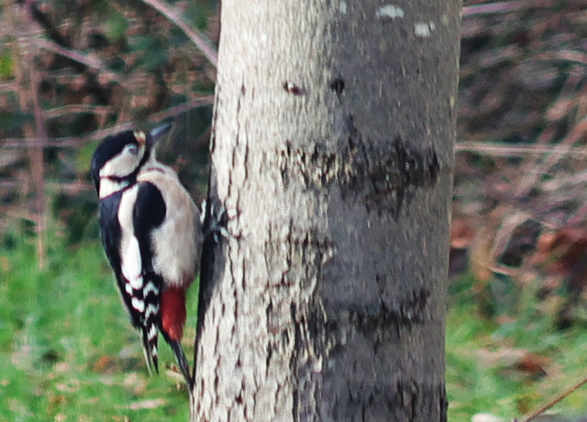 Buntspecht (Dendrocopos major)