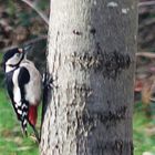 Buntspecht (Dendrocopos major)