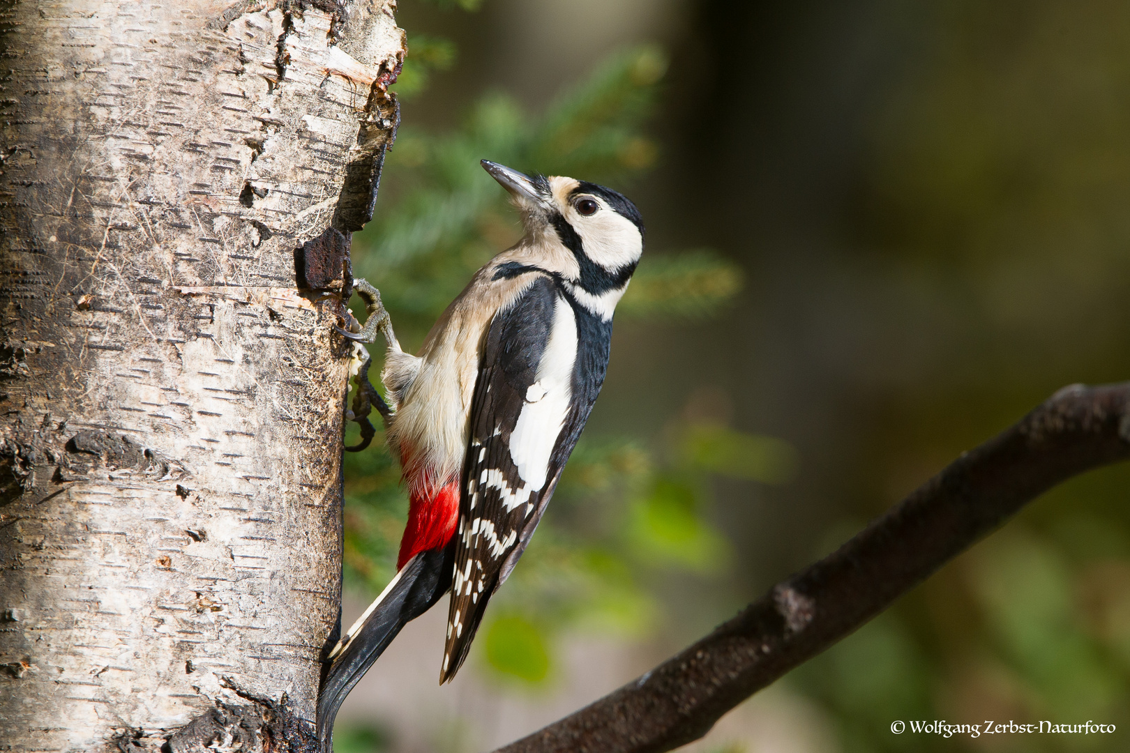 --- Buntspecht ---     ( Dendrocopos major )