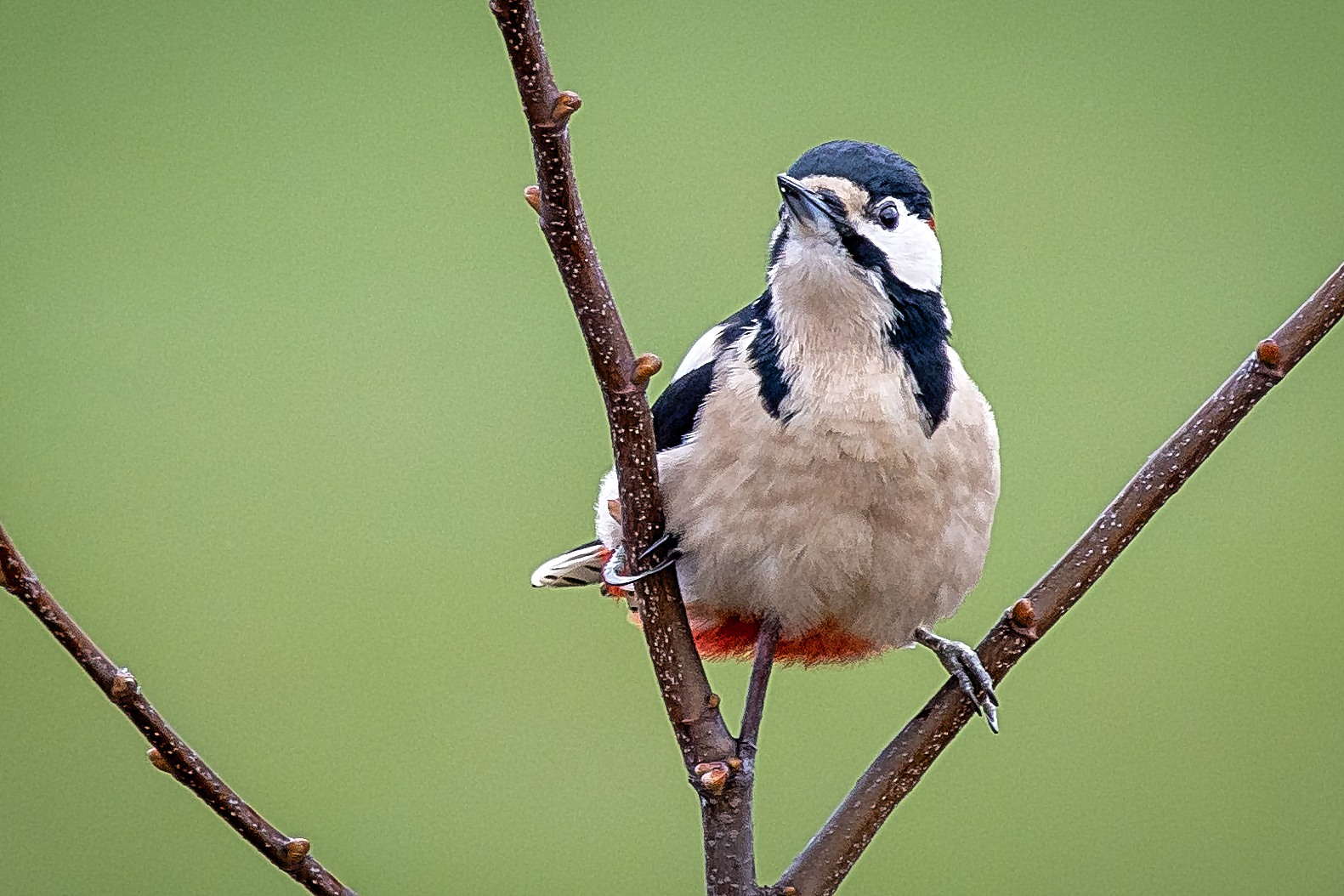 Buntspecht (Dendrocopos major)