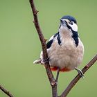 Buntspecht (Dendrocopos major)