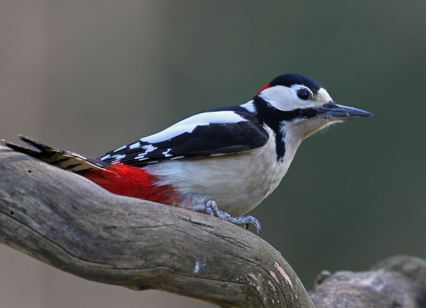 Buntspecht ( Dendrocopos major )