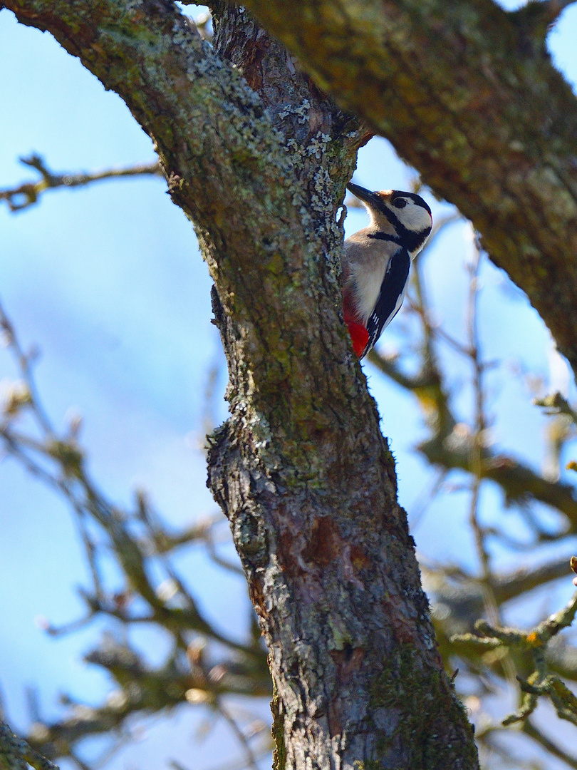 Buntspecht, (Dendrocopos major), Great spotted woodpecker, 