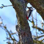 Buntspecht, (Dendrocopos major), Great spotted woodpecker, 