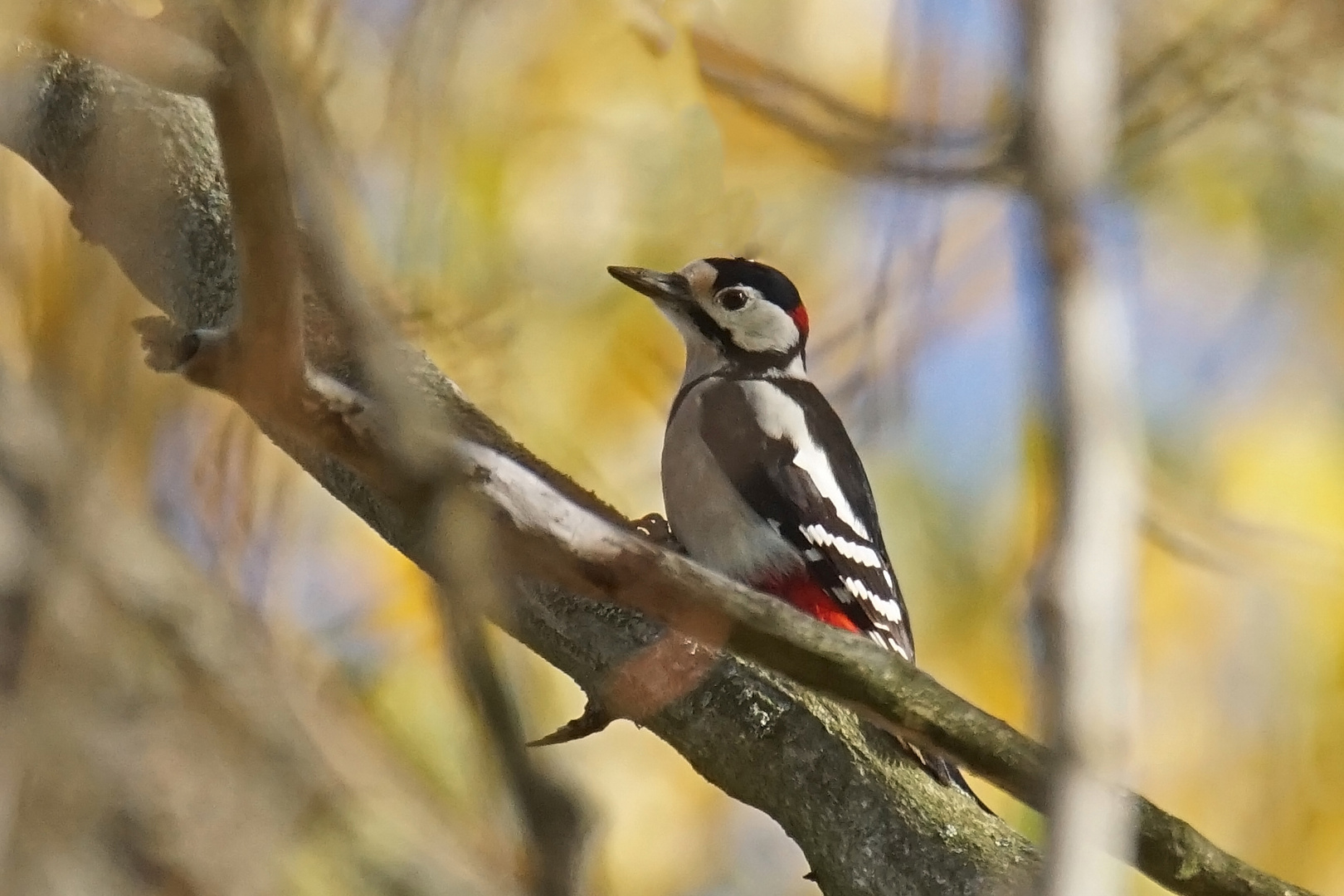 Buntspecht (Dendrocopos major), Männchen