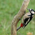  Buntspecht (Dendrocopos major) - Männchen