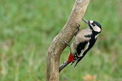  Buntspecht (Dendrocopos major) - Männchen