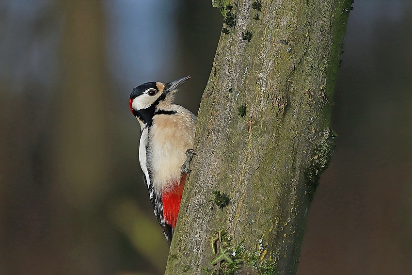  Buntspecht (Dendrocopos major) - Männchen