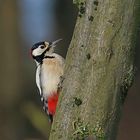  Buntspecht (Dendrocopos major) - Männchen