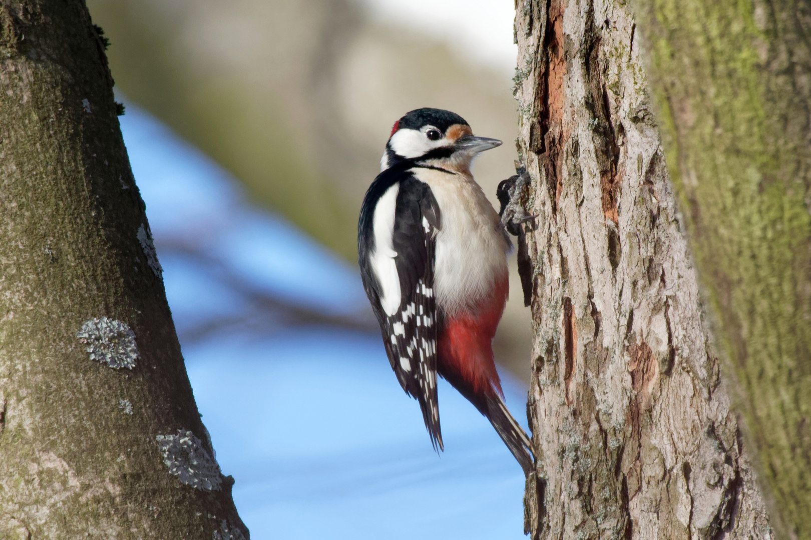 Buntspecht (Dendrocopos major) - Männchen