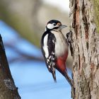 Buntspecht (Dendrocopos major) - Männchen