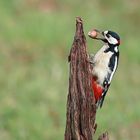 Buntspecht (Dendrocopos major) - männlich