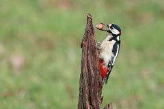 Buntspecht (Dendrocopos major) - männlich