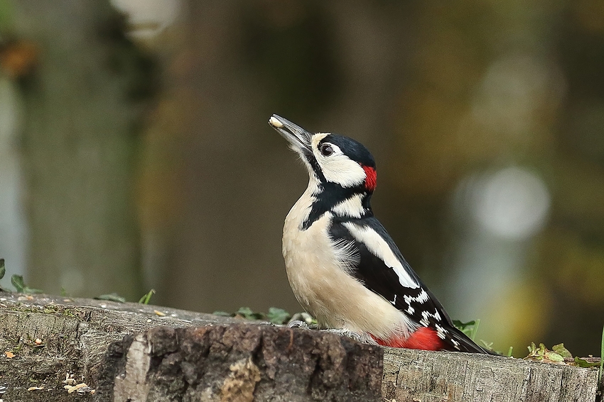 Buntspecht (Dendrocopos major) - männlich