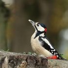 Buntspecht (Dendrocopos major) - männlich