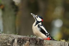 Buntspecht (Dendrocopos major) - männlich