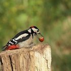 Buntspecht (Dendrocopos major) - männlich