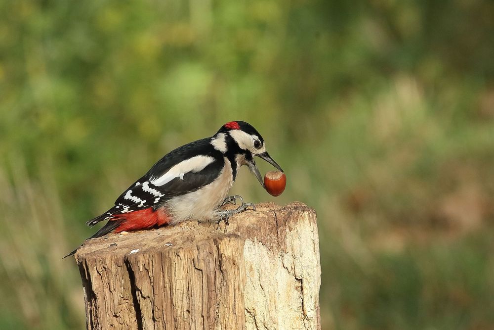 Buntspecht (Dendrocopos major) - männlich